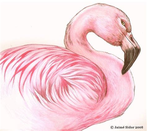 2290 Best In The Pink With Flamingos Images On Pinterest Pink