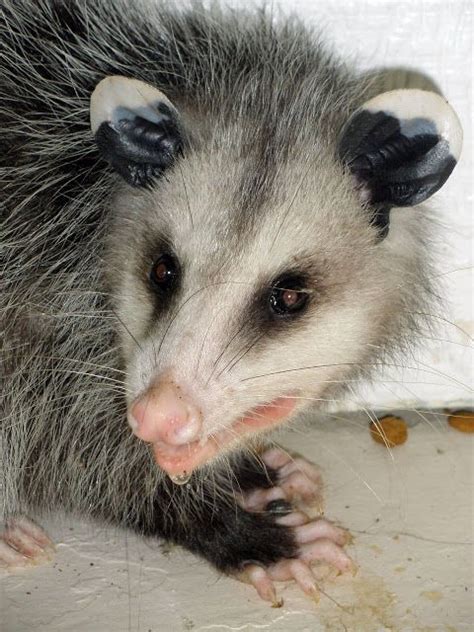 Mariettes Back To Basics Possum Encounter Animals And Pets