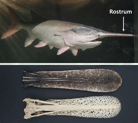Paddlefish From The Lower Mississippi River Showing The Unique Rostrum