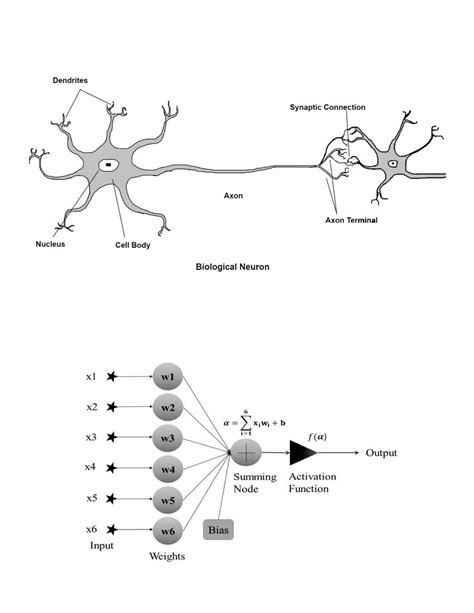 A Schematic Diagram Of Biological Neuron And Synaptic Connection B