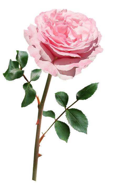 Rose Pink Stem Free Photo On Pixabay