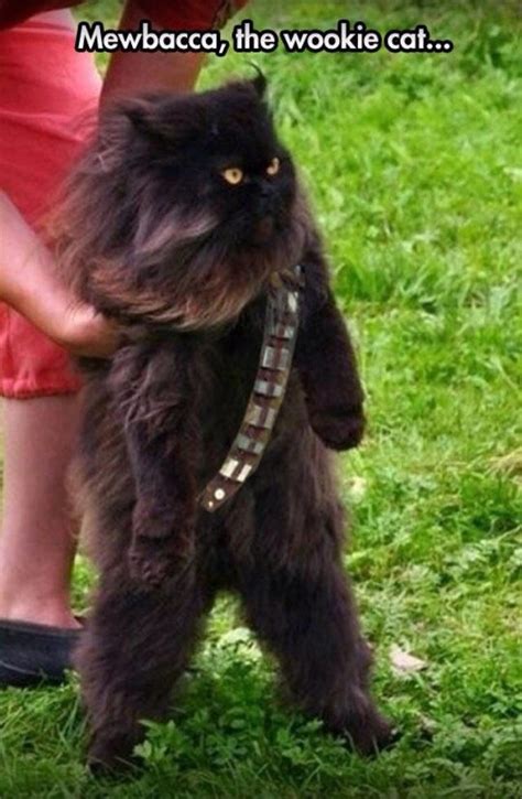 Mewbacca Cute Animals Funny Animal Pictures Cute Cats