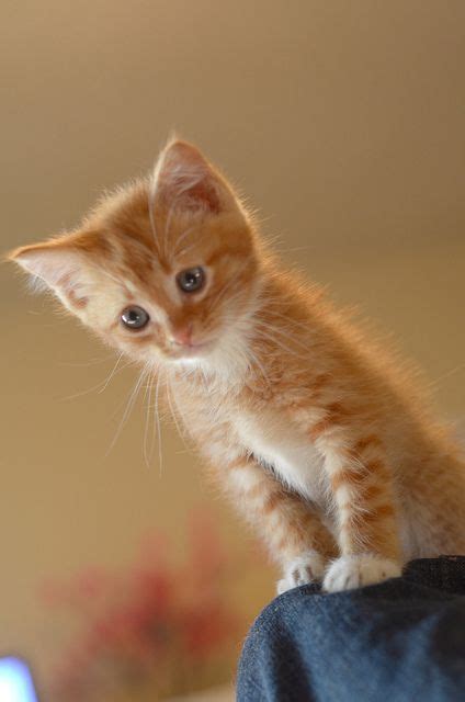 DSC_0070 | Kittens cutest, Kittens, Kittens and puppies