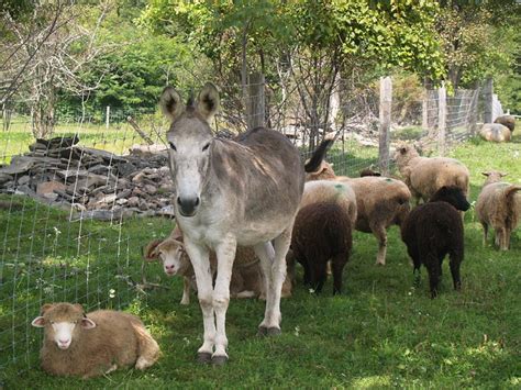 Livestock Donkey And Sheep Flickr Photo Sharing
