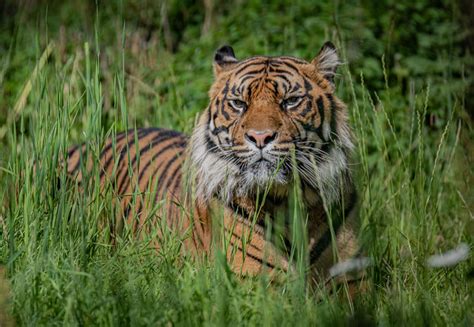 Arrival Of Critically Endangered Sumatran Tiger At Chester Zoo Gives