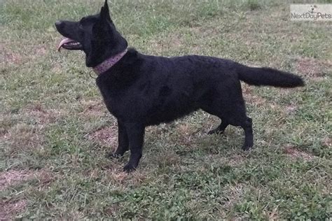 Qr code link to this post. German Shepherd puppy for sale near Atlanta, Georgia. | 778115f5-2911