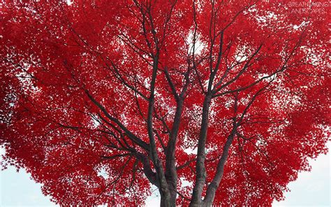Amazing Tree Photography Redtreelievs Amazingviewbeautiful