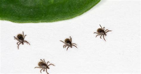What You Need To Know About Tick And Mosquito Borne Illness South