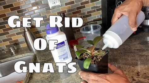 Get Rid Of Fungus Gnats Organically And Chemically Step By Step Gnat T