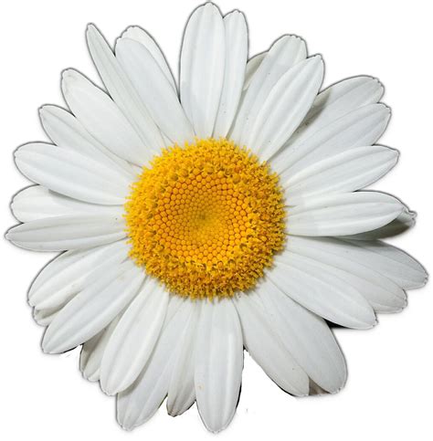 Common Daisy Art Clip Art Transparent Background Daisy Flower Png 9425