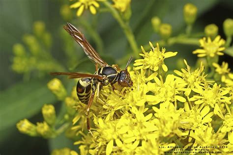 Northern Paper Wasp Polistes Fuscatus Photo By Alfredo Colon