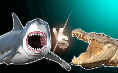 Great White Shark Vs Saltwater Crocodile Fight Comparison Who Would