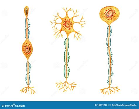 Diferentes Tipos De Neuronas Neurona Bipolar Neurona Multipolar