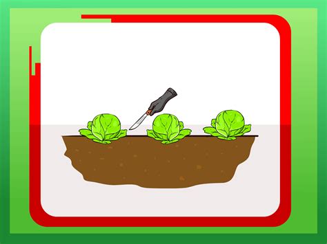 How To Plant Cabbage 5 Steps With Pictures Wikihow