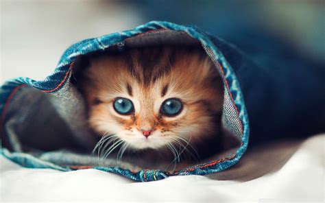 Animal Cat Hd Wallpaper