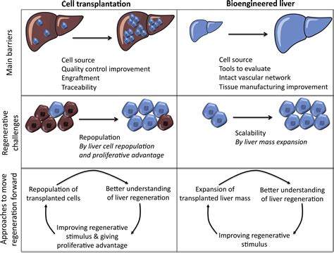 Understanding Liver Regeneration The American Journal Of Pathology