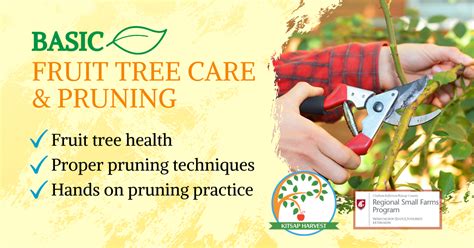 Maybe you would like to learn more about one of these? Basic Fruit Tree Care and Pruning Class 1 | Regional Small ...