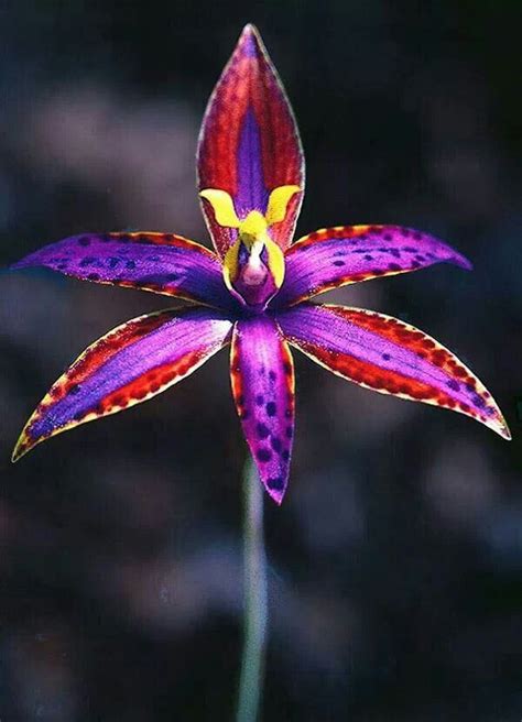 Thelymitra Unusual Flowers Orchids Beautiful Orchids