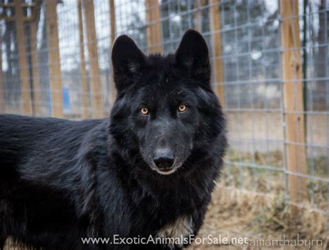 Wolfshepherd Puppies For Sale