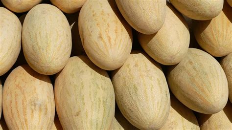 Bumper Melon Harvest Sweetens Uzbekistans Pandemic Woes Courthouse