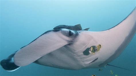 They Discover The Largest Manta Ray Population Ever Seen Off The Coast