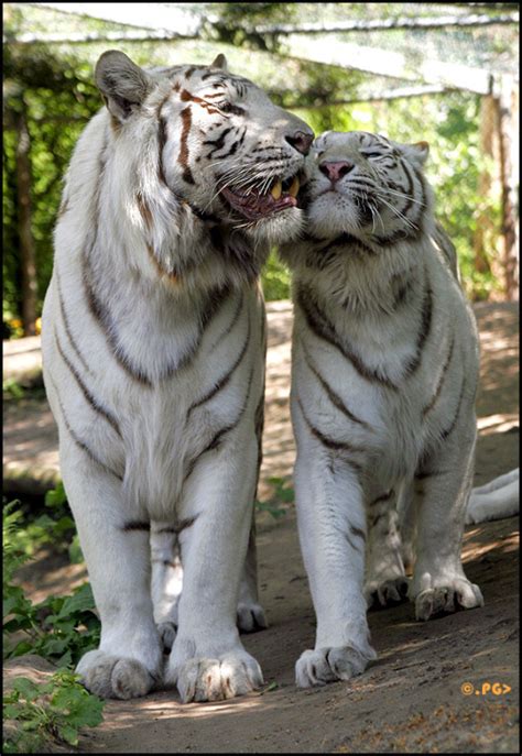 Bengal Tigers On Tumblr