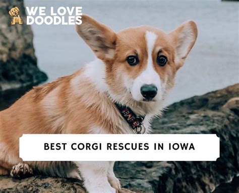 6 Best Corgi Rescues In Iowa 2023 We Love Doodles