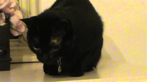 Angry Black Cat Hissing And Growling Youtube
