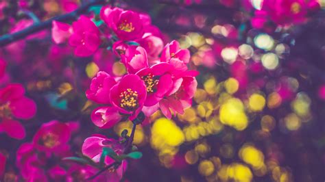Dark Pink Spring Flowers Tree Branches 4k Hd Flowers Wallpapers Hd