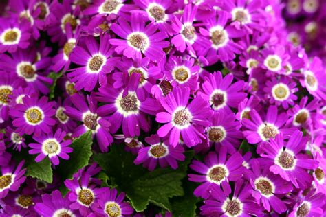 Purple Pink Spring Flowers Flowers Free Nature Pictures By