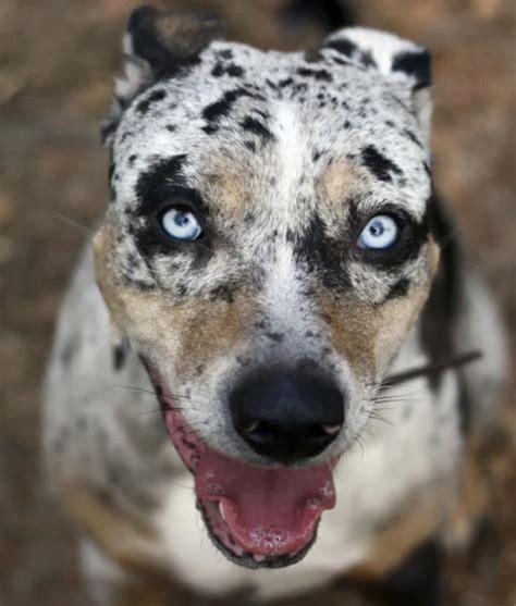 10 Cool Facts About Catahoula Leopard Dogs Catahoula Leopard Dog