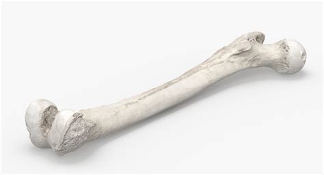 Human Femur Bone 01 3d Model Turbosquid 1535240