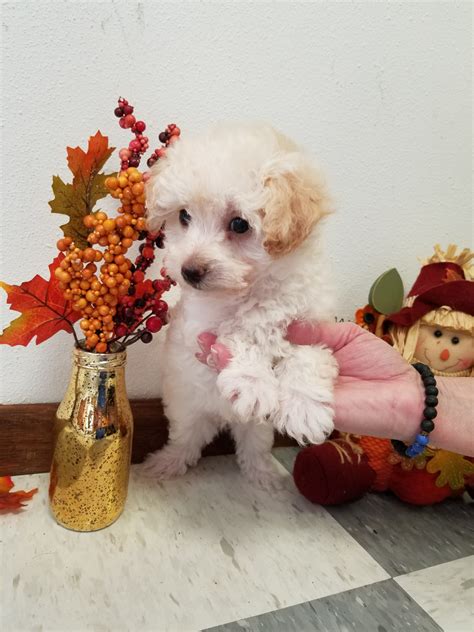 We'll ask you about your ideal pooch, scour our network for the top breeders, and help you connect with our top picks to help you find your. Maltipoo Puppies For Sale | Richland Center, WI #244918