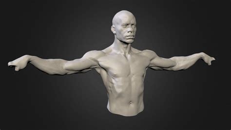 Ripped Man By Rafasouza3d 3d Model Ripped Men Human Anatomy For