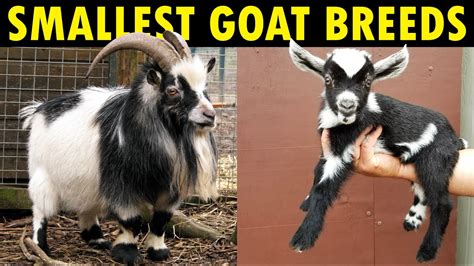 Pygmy Goats Full Grown Size