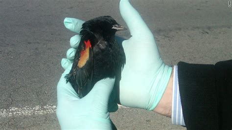 Report Gives Answers To Mass Bird Deaths In Arkansas