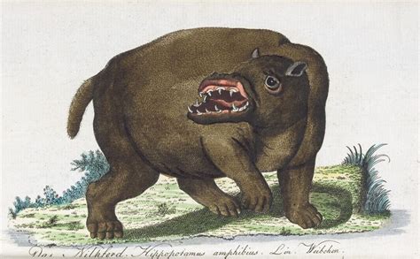 Hippopotamus Illustration From Getreue Abbildungen Naturhistorischer