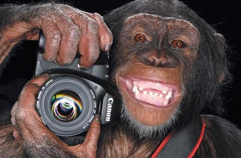 Camera Monkey Memes Imgflip