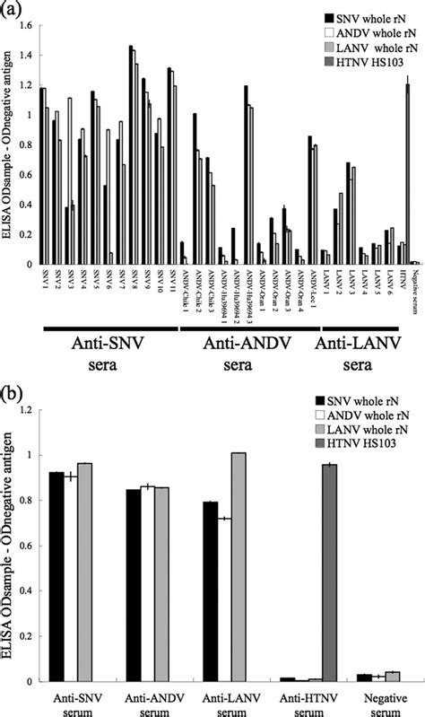 Transmission electron micrograph of sin nombre orthohantavirus. (a) Reaction of whole rNs with hantavirus-positive human ...