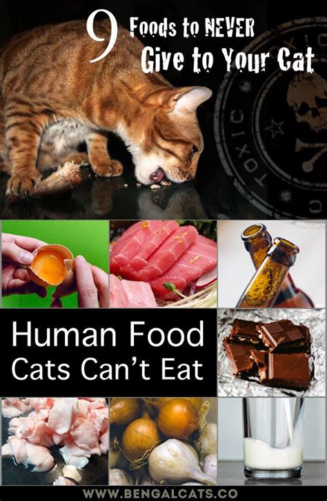 What Human Food Can Cats Eat And Not Eat