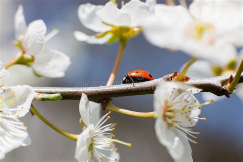 ladybug on the branches of a blossoming fruit tree stock image image of floral botany 114085787