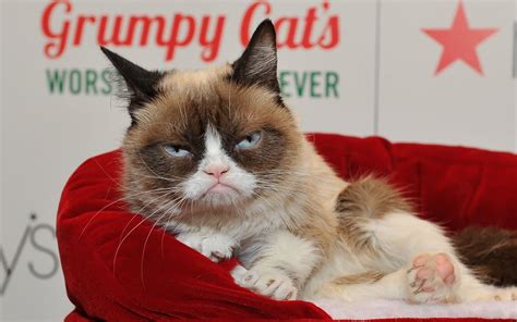 Internet Legend Grumpy Cat Dies Aged Seven Rnz News