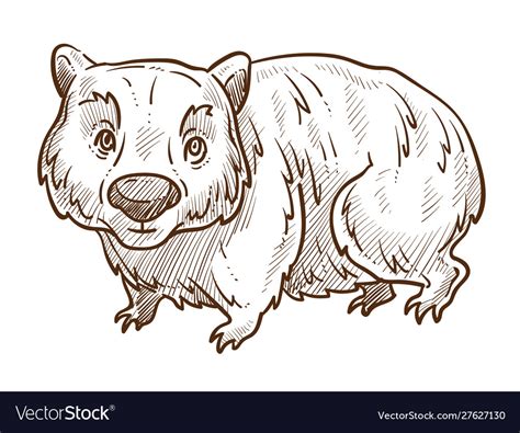 Australian Animal Wombat Isolated Sketch Fauna Vector Image