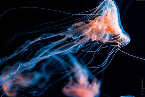 Glowing Jellyfish Wallpapers Wallpaper Cave