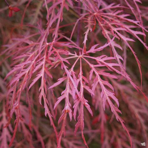 Japanese Laceleaf Maple Crimson Queen — Green Acres Nursery And Supply