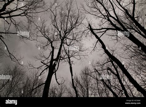 Bare Trees With A Dark Cloudy Sky In The Background Stock Photo Alamy