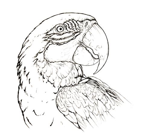 On the combo tester page you can use the 'get the. Blue-and-yellow macaw parrot animal coloring page ...