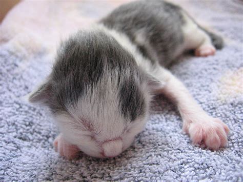 1 Day Old Kitten Explore Christie Michelle Ms Photos On F Flickr