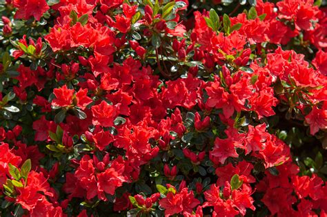Red Flowering Plants To Consider For Your Garden