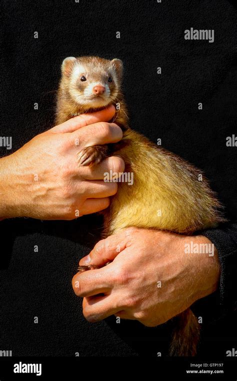 Man Holding His Pet Ferret Stock Photo Alamy